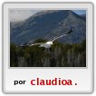 gaviota